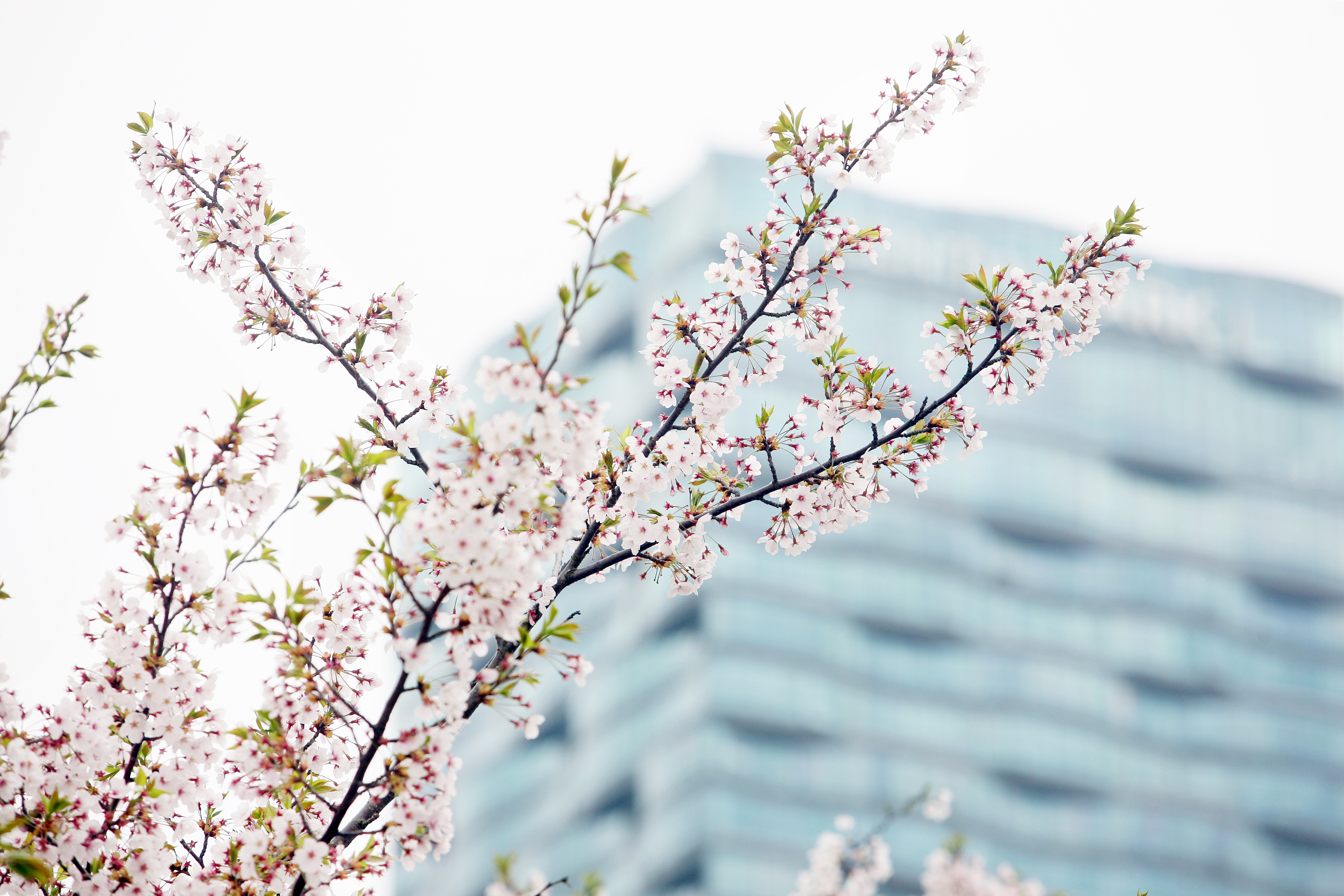 (240411)송도국제도시(1042)-원본