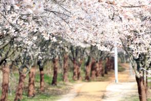 봄 풍경 특집, 영종국제도시 세계평화의 숲 벚꽃(사진)