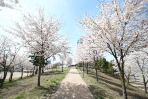 봄 풍경 특집, 송도국제도시 달빛축제공원의 벚꽃(사진)