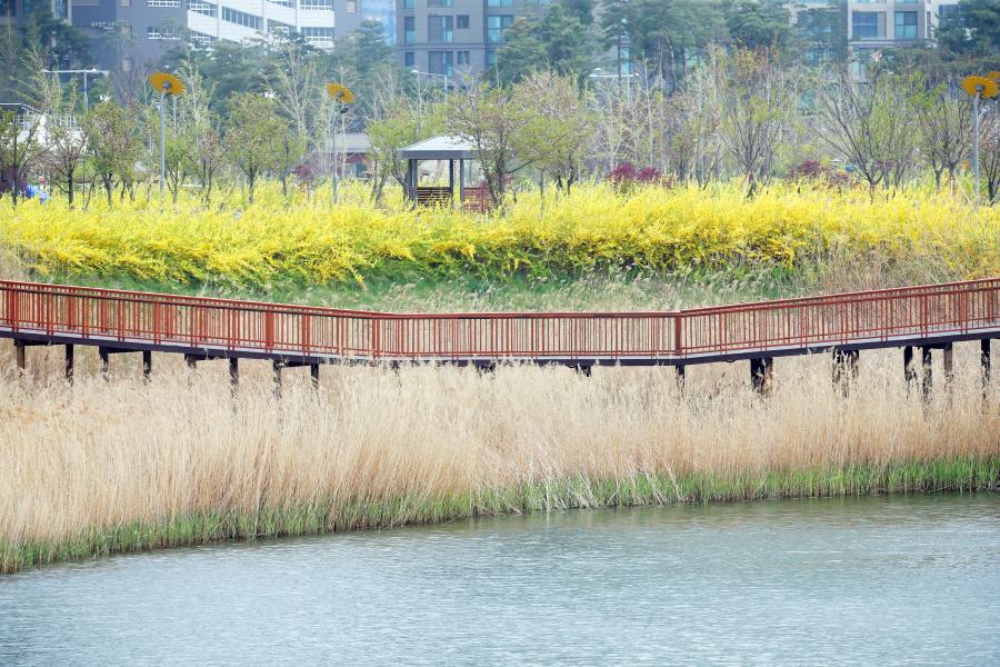 봄 풍경 특집, 청라국제도시 중앙호수공원의 봄(사진)