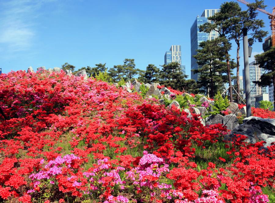 송도국제도시 센트럴파크의 봄꽃 풍경(사진)
