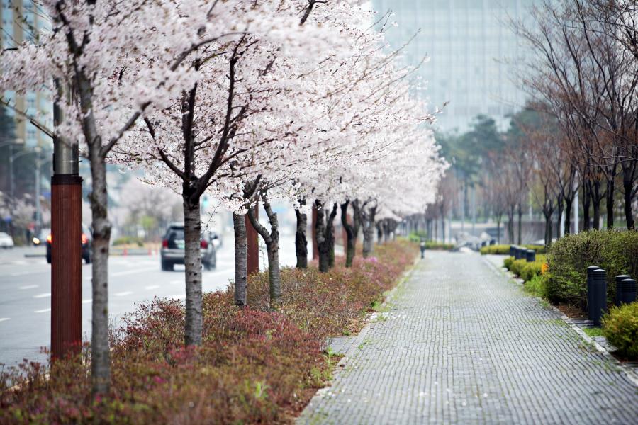송도국제도시 벚꽃(사진)