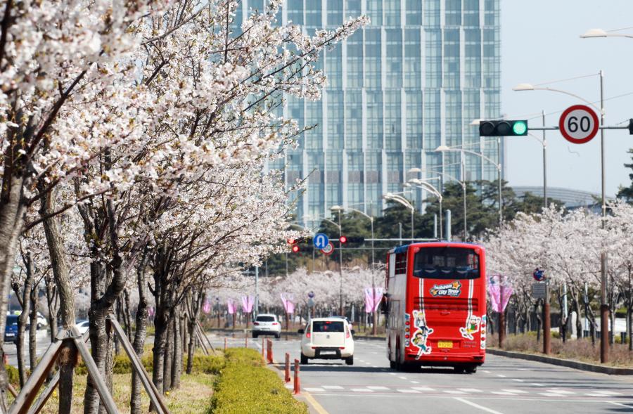 송도국제도시 벚꽃 풍경(사진)