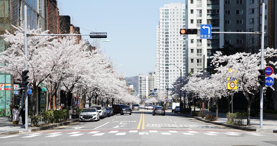 송도국제도시 벚꽃 핀 풍경(사진)